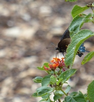 Swallowtail